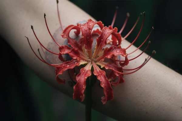 13 Fresh Spider Lily Tattoos That Tell a Story